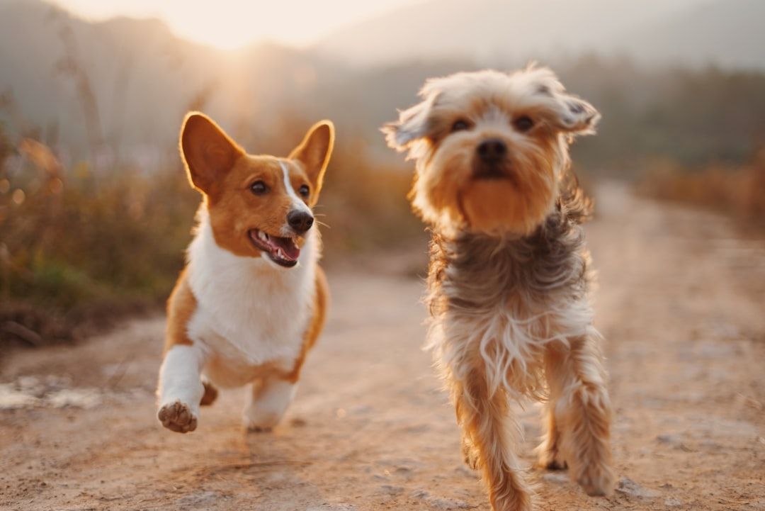 Zwei Hunde laufen auf einem Feldweg, einer ist ein Corgi und der andere ein kleiner, flauschiger Hund. Die Szene ähnelt der bezaubernden Landschaft von Aachen, wobei das Sonnenlicht hindurchscheint und dem grasbewachsenen Hintergrund Wärme verleiht.