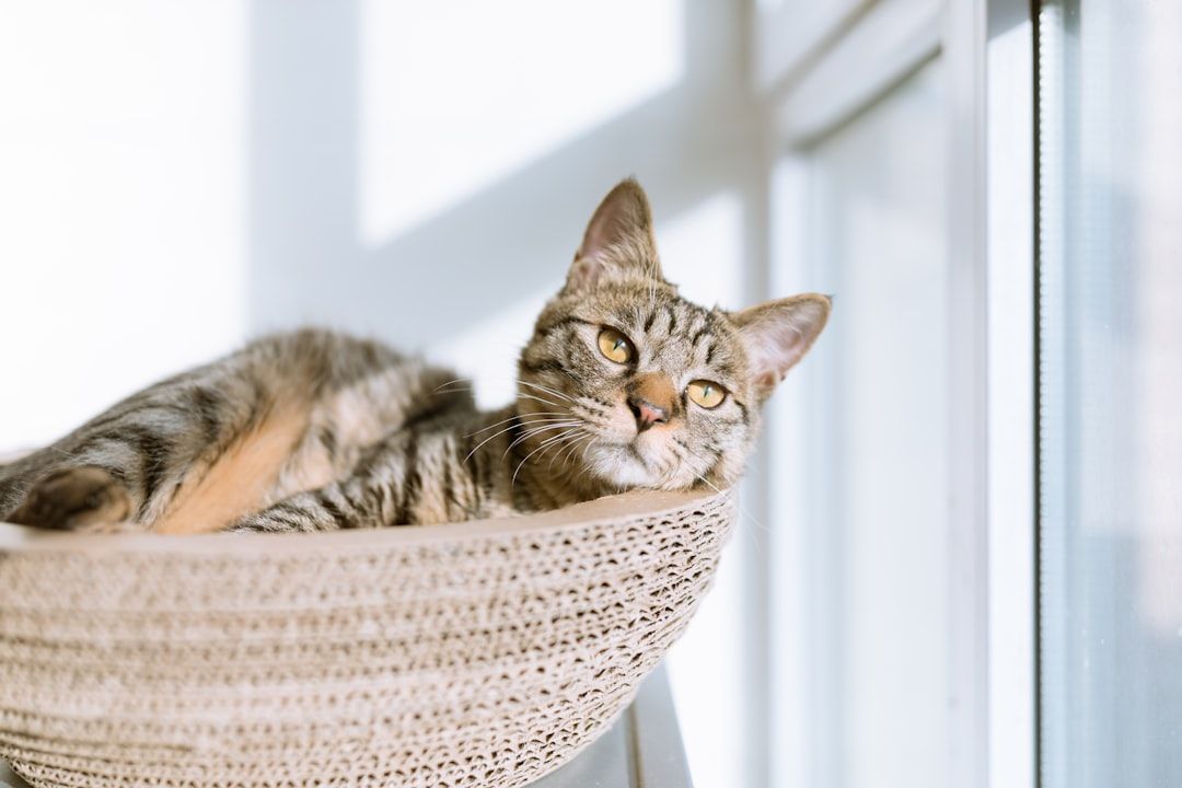 Eine getigerte Katze liegt in einem runden Katzenbett an einem sonnendurchfluteten Fenster in Aachen und blickt direkt in die Kamera.