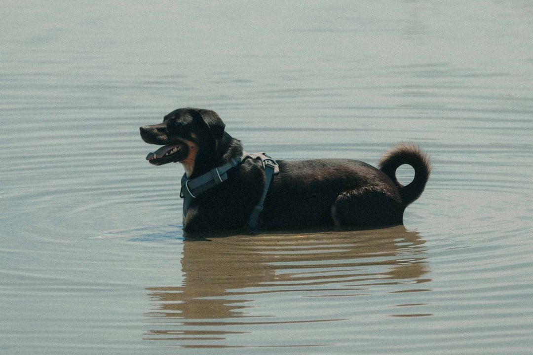 Ein schwarzer Hund mit Geschirr steht im seichten Wasser und erzeugt sanfte Wellen um sich herum, ähnlich wie die ruhigen Kanäle bei Aachen.