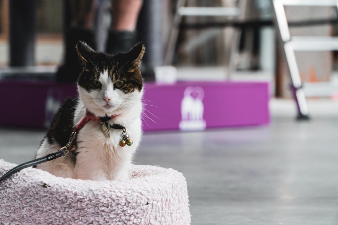 Eine Katze mit Halsband sitzt auf einem hellrosa Bett in einem Innenbereich in Aachen. Im unscharfen Hintergrund sind eine Person, eine Leiter und eine violette Plattform zu sehen.