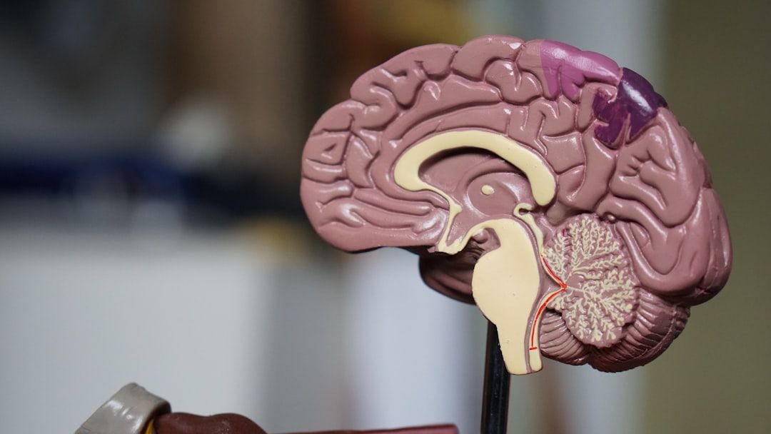 Nahaufnahme eines detaillierten anatomischen Modells des menschlichen Gehirns, das verschiedene Strukturen und Regionen zeigt und an die Präzision der renommierten Aachener Medizinstudien erinnert.