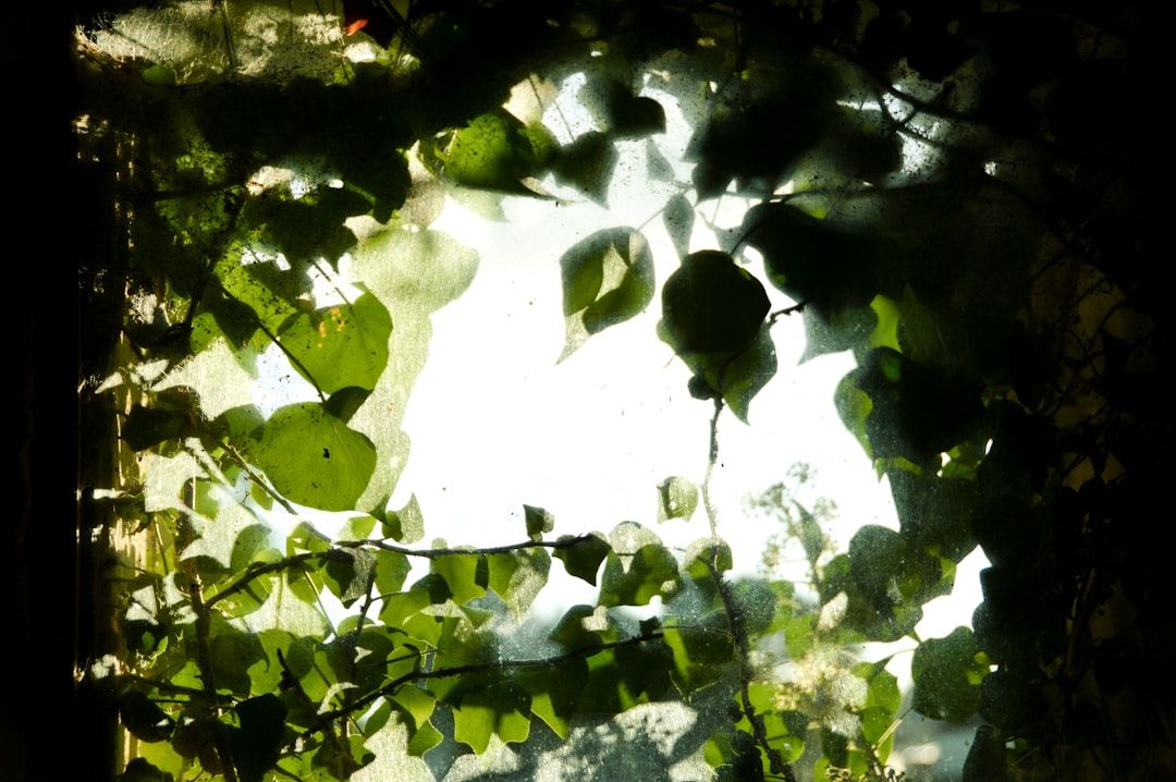 Ein mit grünen Weinreben bewachsenes Fenster in Aachen lässt das Sonnenlicht durch und erzeugt einen natürlichen, gesprenkelten Lichteffekt.