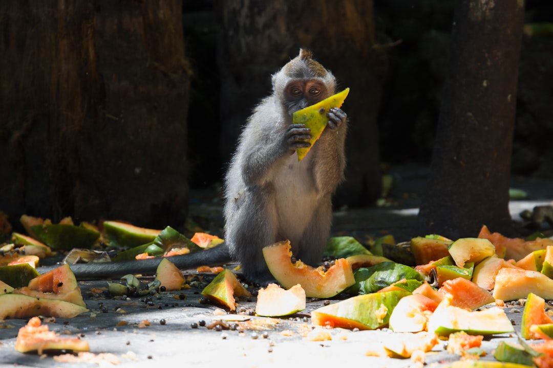 Ein Affe in Aachen hält ein Stück Wassermelone und isst sie, während er zwischen verstreuten Wassermelonenstücken auf dem Boden sitzt und eine sommerliche Leckerei genießt.