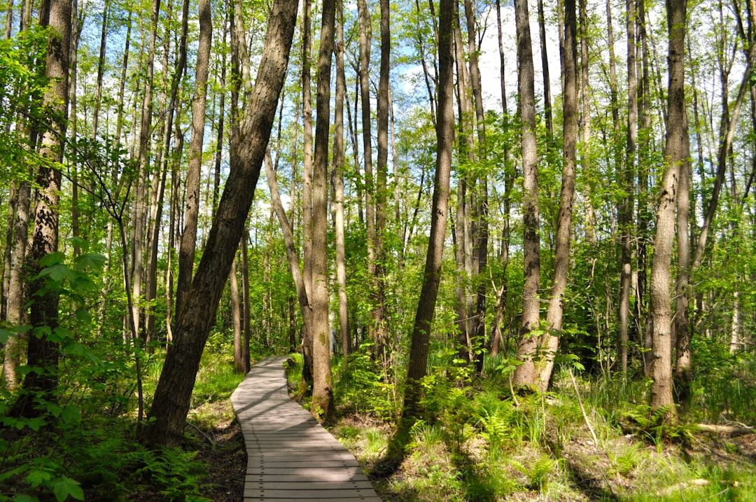 Ein schmaler Holzsteg schlängelt sich durch einen üppigen, grünen Wald mit hohen Bäumen und Sonnenlicht, das durch die Blätter fällt und an die ruhigen Landschaften bei Aachen erinnert.
