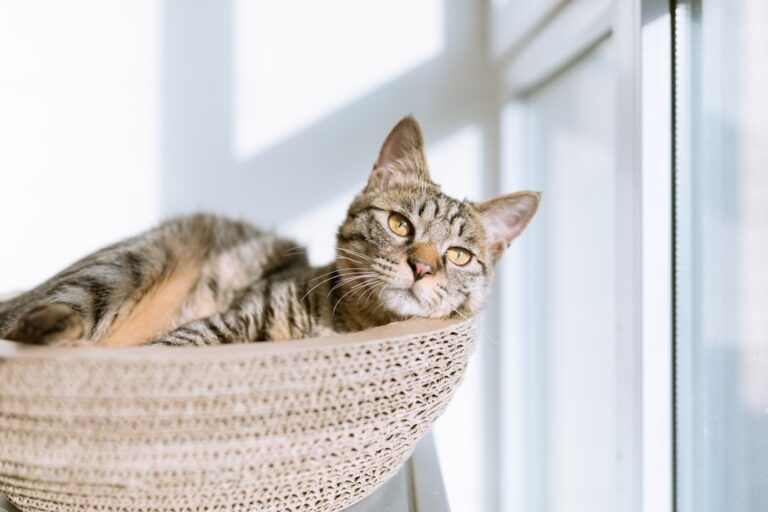 Eine getigerte Katze liegt in einem runden, geflochtenen Korb neben einem sonnendurchfluteten Fenster und blickt mit einem entspannten Gesichtsausdruck in die Kamera, der an faule Nachmittage in Aachen erinnert.